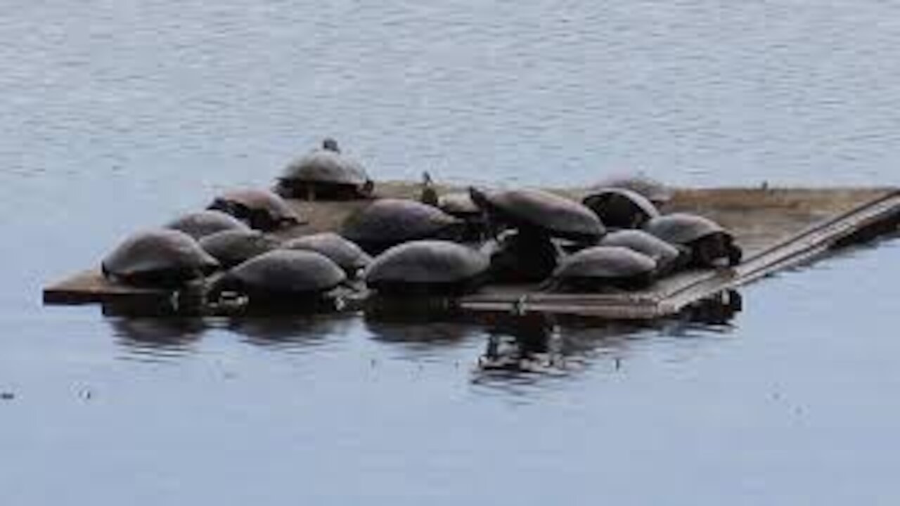 Painted Turtles at Chippewa Inlet Trail from Medina, Ohio May 23, 2021