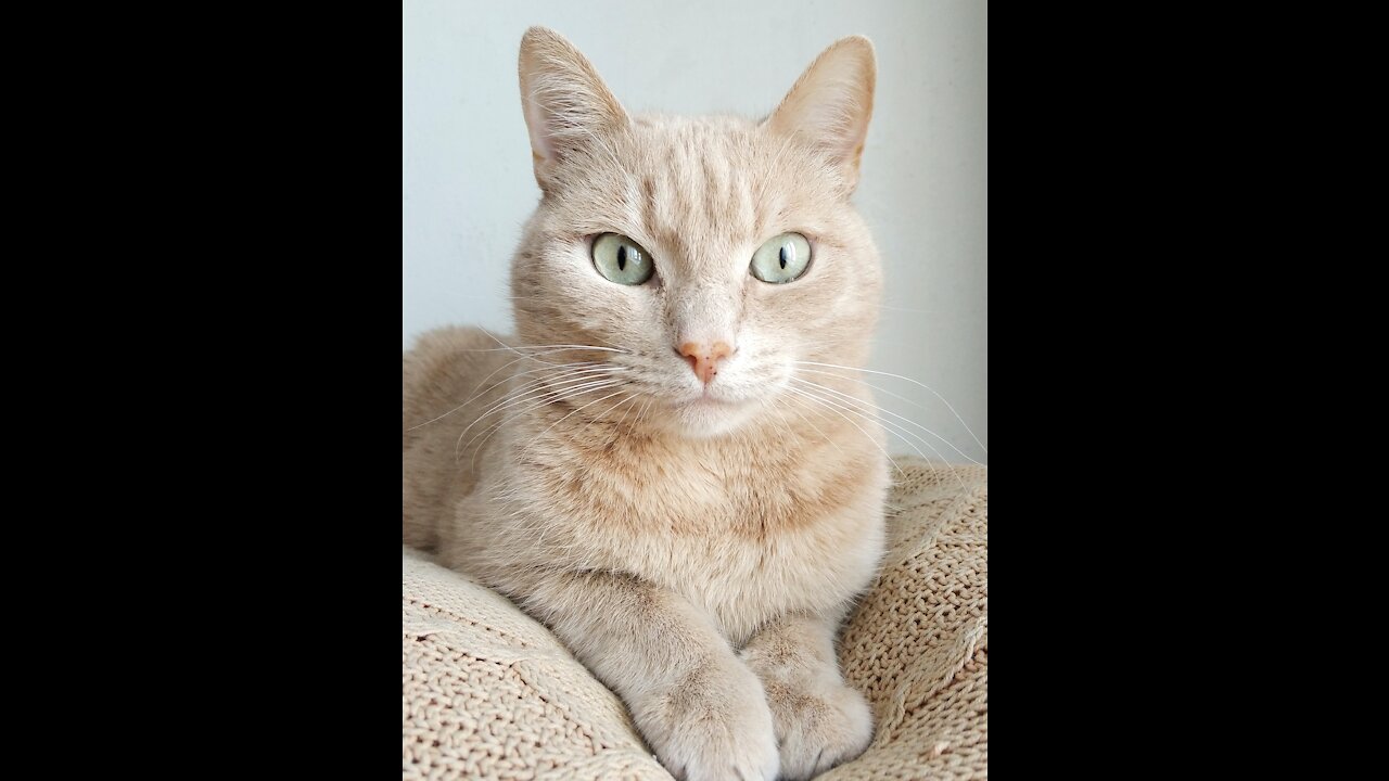 Funny Cats and Kittens Meowing Compilation nice video