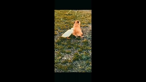 Cute_Animals_Video_ #viral_#trending_#russia_#funny_#philippines_#usa_ #china(1080p).mp4