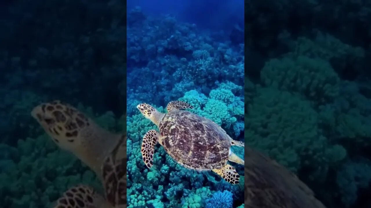 Beautiful Sea Turtle 😍 #short #shorts #trending