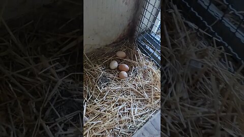 Huevos de Gallinas camperas criadas en el suelo #huevos #gallinasponedoras