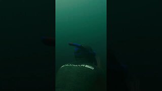 Striped Bass - The New York Dive #shorts
