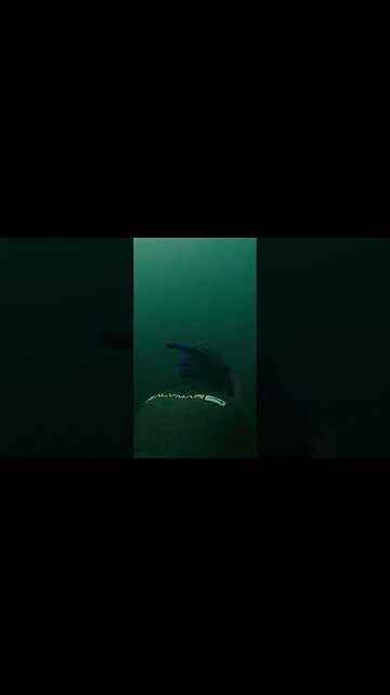 Striped Bass - The New York Dive #shorts