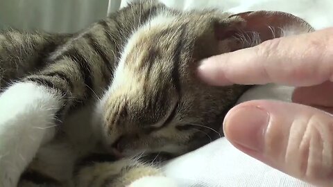 Cute Kitty Purrs Softly