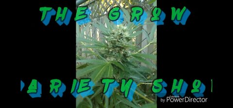 Og Kush Flowering wks 5-8 (The Grow Variety Show ep.1