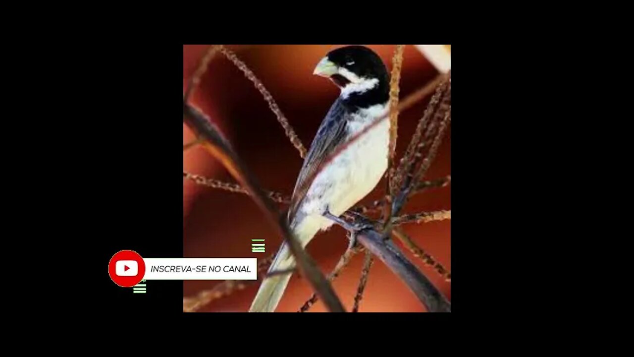 ótimo canto coleiro tui tui para encarte de filhotes e corrigir falhas