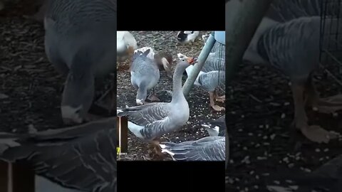 A Very Happy Goose!