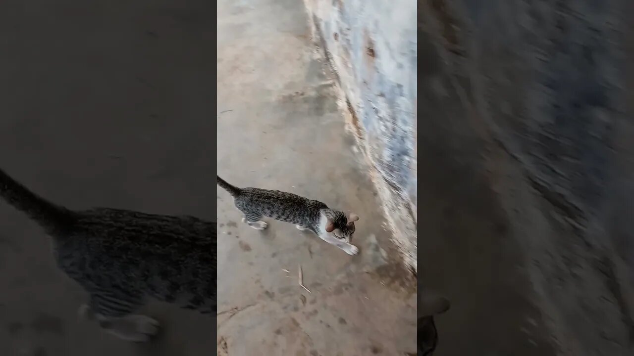 Cats waiting for their breakfast 🐱😍-2