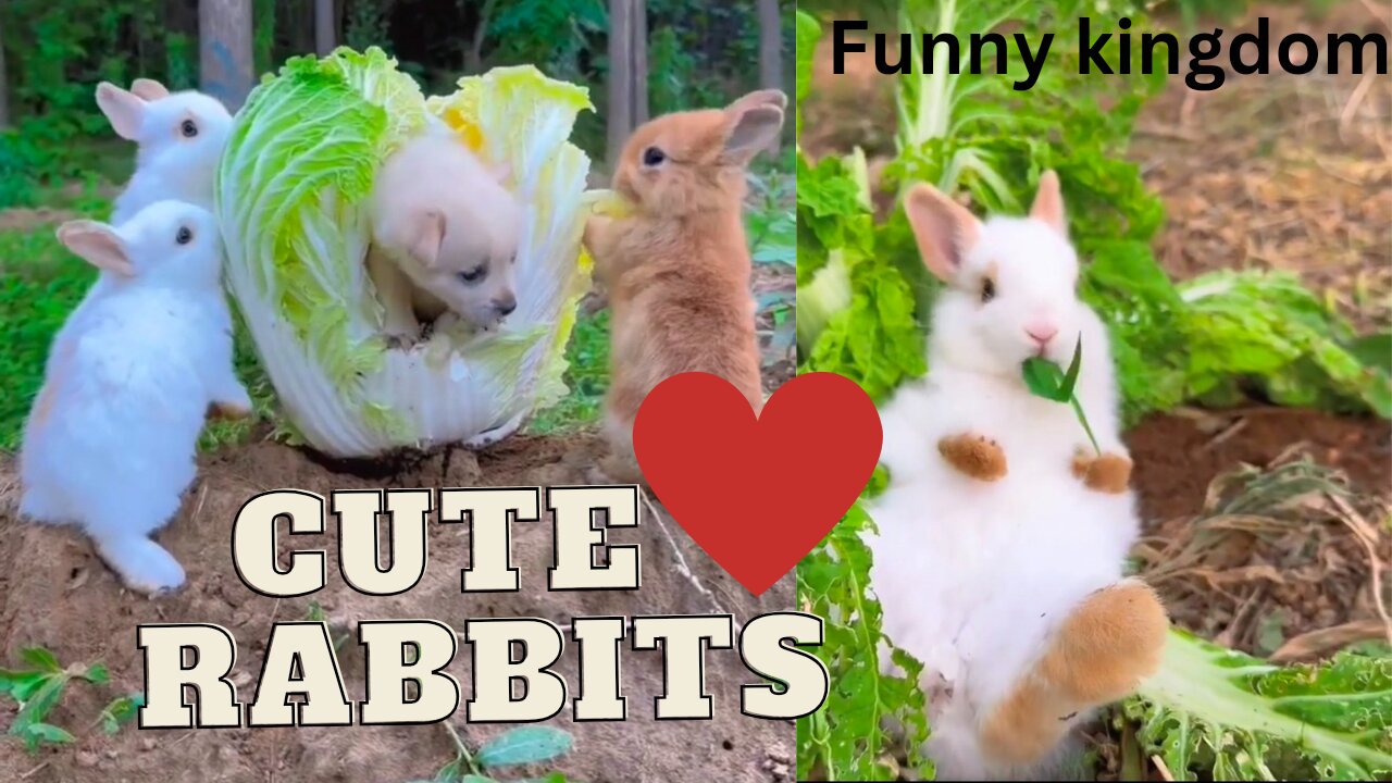 Beautiful Rabbits cute videos compilation | Rabbits cute moments #cute #rabbits #pets #animals