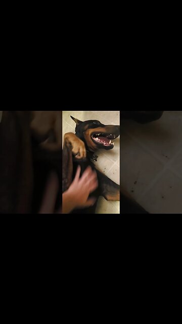 🐕"RUB MY CHEST, HOOMAN!" 🤣 #doberman #dobermanlove #dobermanplanet #spoileddog #dobies #dogs #pups