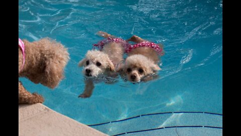 Teaching My Dogs How To Swim