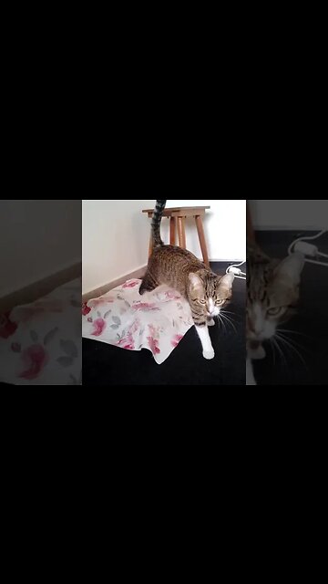 Cat Comes to Me to Kiss Me