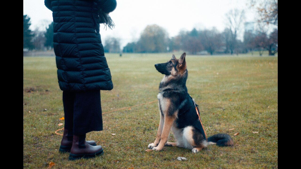 Guard Dog Training Step by Step!