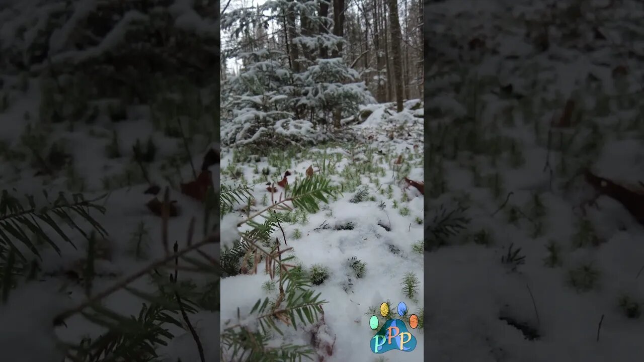 Pine after the fall. #nature #trees #snow