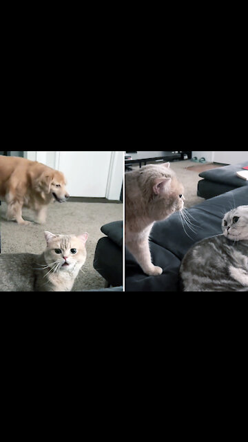 😺:Really need someone to talk to.