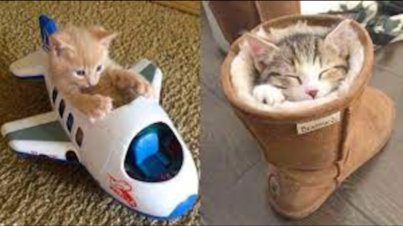 Baby Cats-Cute and Funny Cat Videos | Super Duper Cat