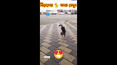 দেখুন ভাই বিড়াল 🐈 ও এখন প্রতিভা দেখায় 🤣🤣🤣🤣