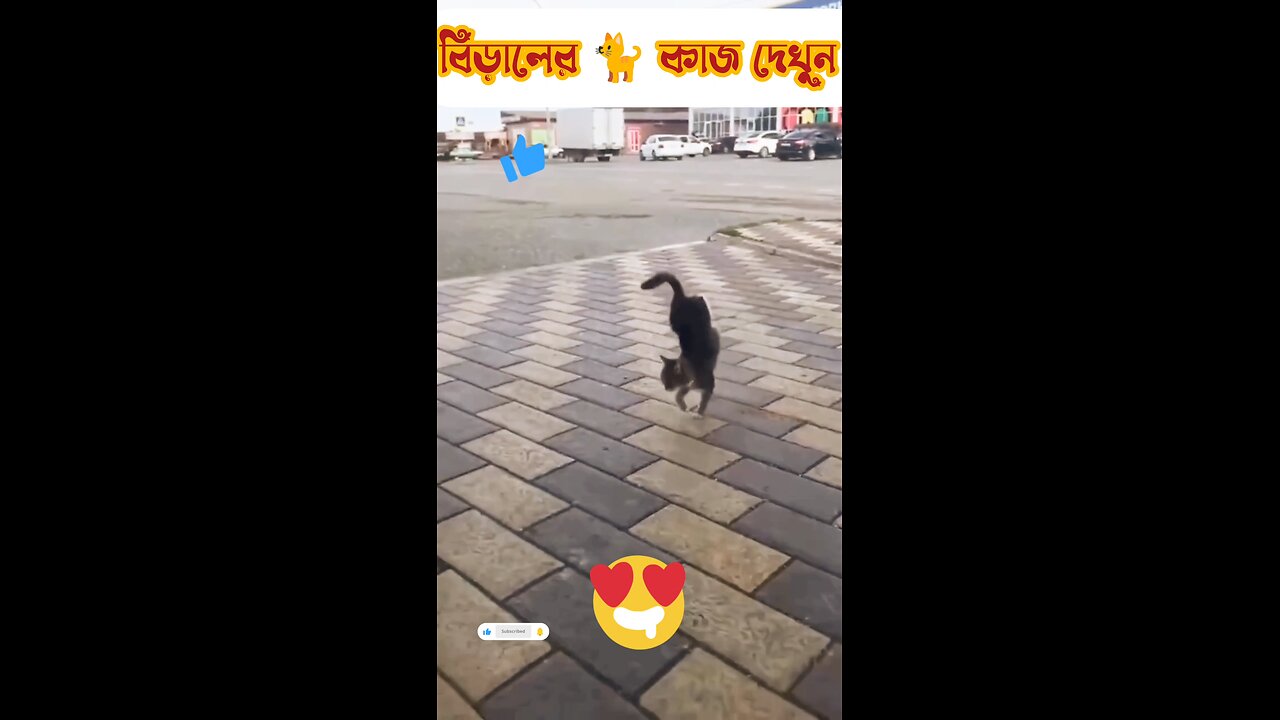 দেখুন ভাই বিড়াল 🐈 ও এখন প্রতিভা দেখায় 🤣🤣🤣🤣