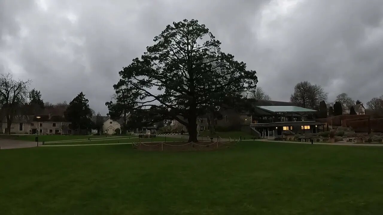 Beautiful tree at Buckfast Abbey 21st March 2023