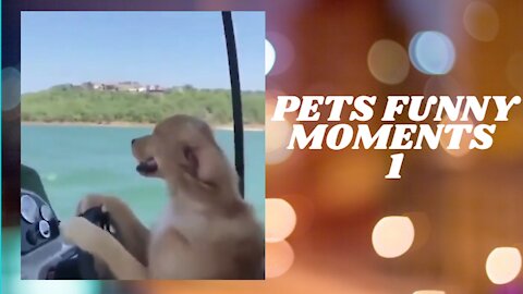 PETS FUNNY MOMENTS - PART 1