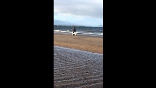 Polish Tatra sheepdog playtime at the beach