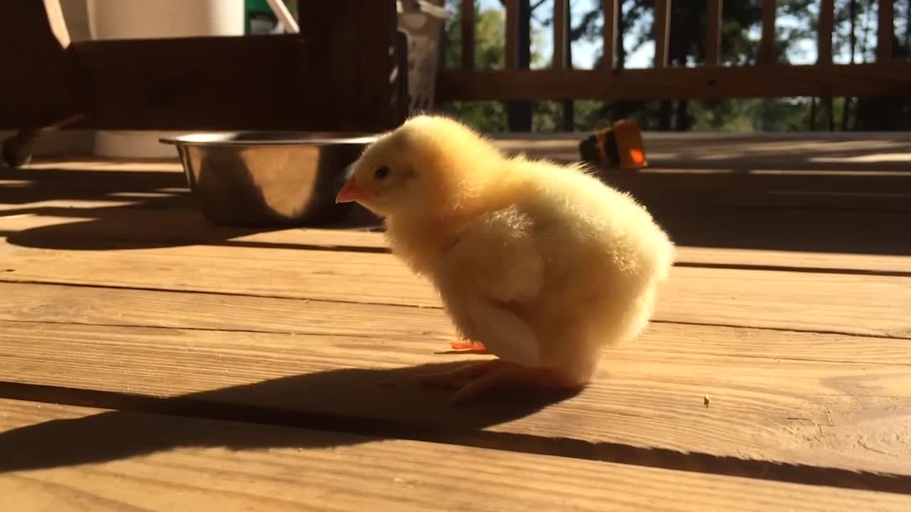 HILARIOUS Chickens