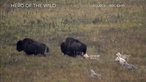 TOP 5 WOLVWES HUNTING BUFFALO MOMENTS BUFFALO PROTECT...