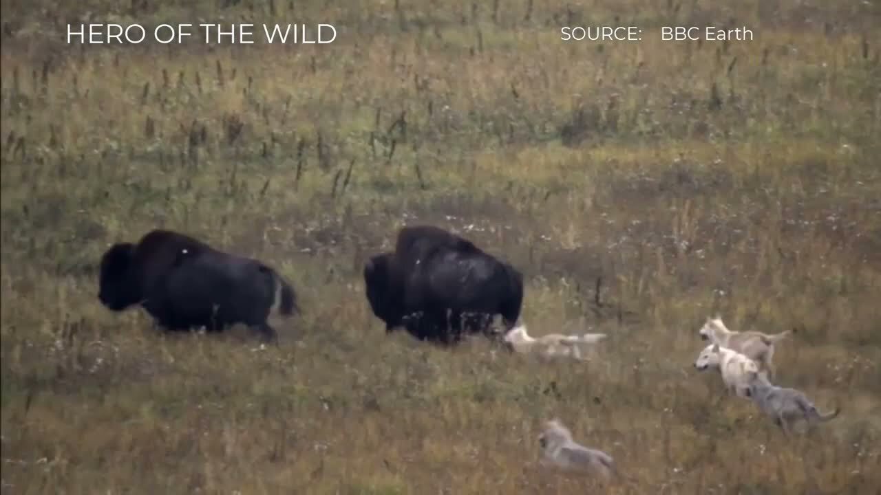 TOP 5 WOLVWES HUNTING BUFFALO MOMENTS BUFFALO PROTECT...