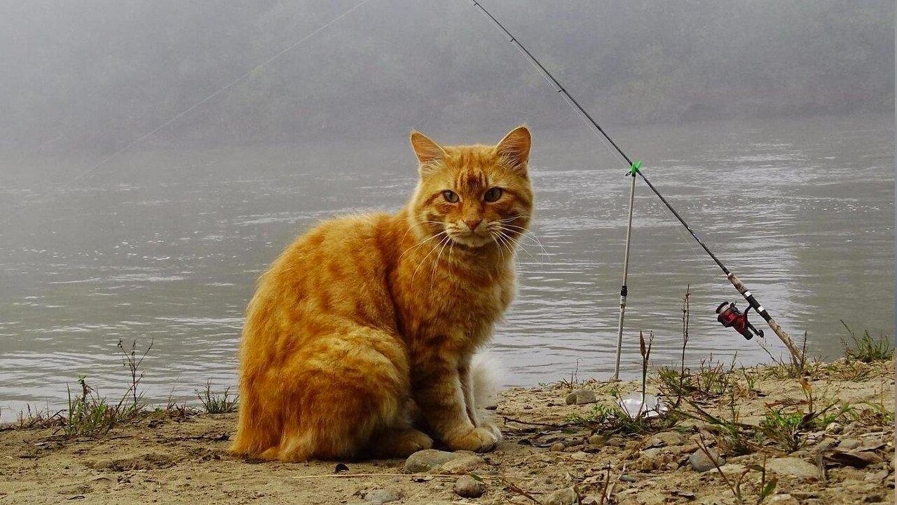 My CAT is a FISHERMAN