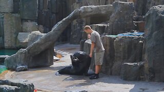 Seal Sea Lions Funny Swimming Pool Ocean Show Prague ZOO