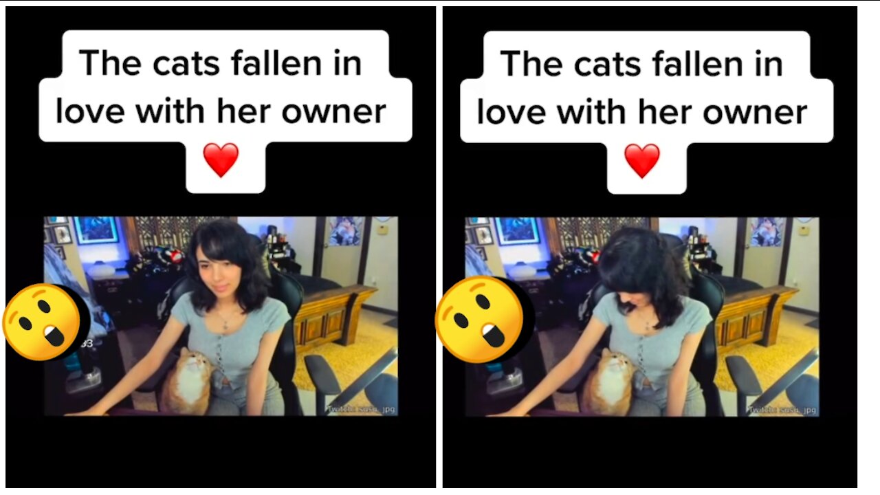 A cat full of cuteness