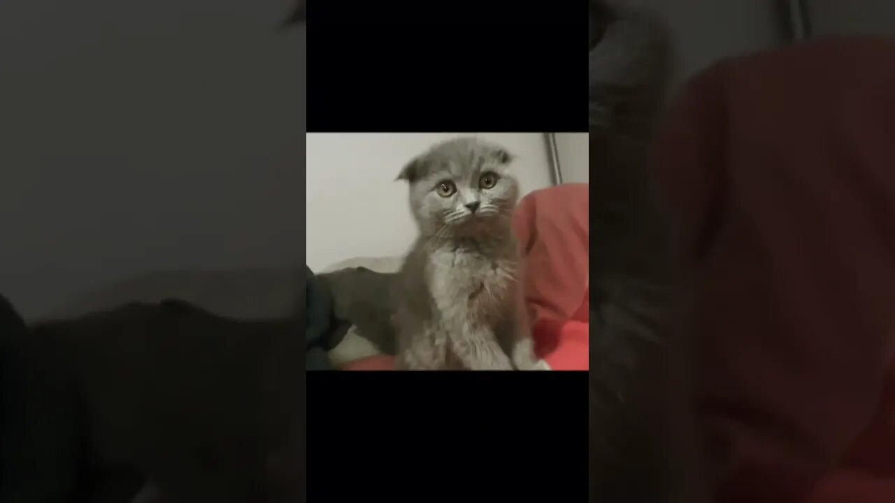 Cat grandma is here! Please pay attention to epidemic prevention and start with me!#shorts