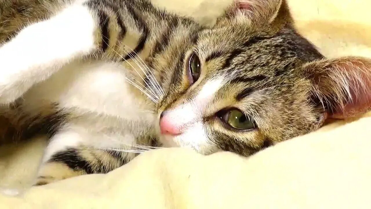 Rudolph the Red Nosed Kitten Streches His Paws