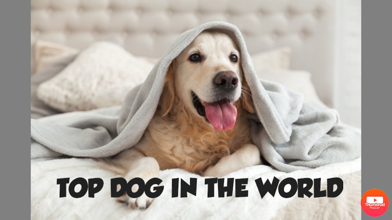 top dog in the world