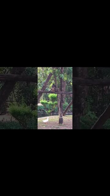 This monkey is having a qiuck meal. ☺️