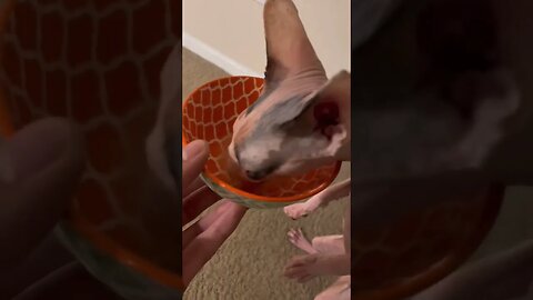 This cat loves drinking soup...🍲 ❤️‍🔥