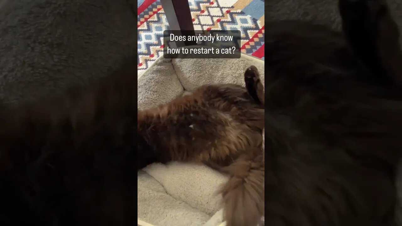 Cat shows his belly