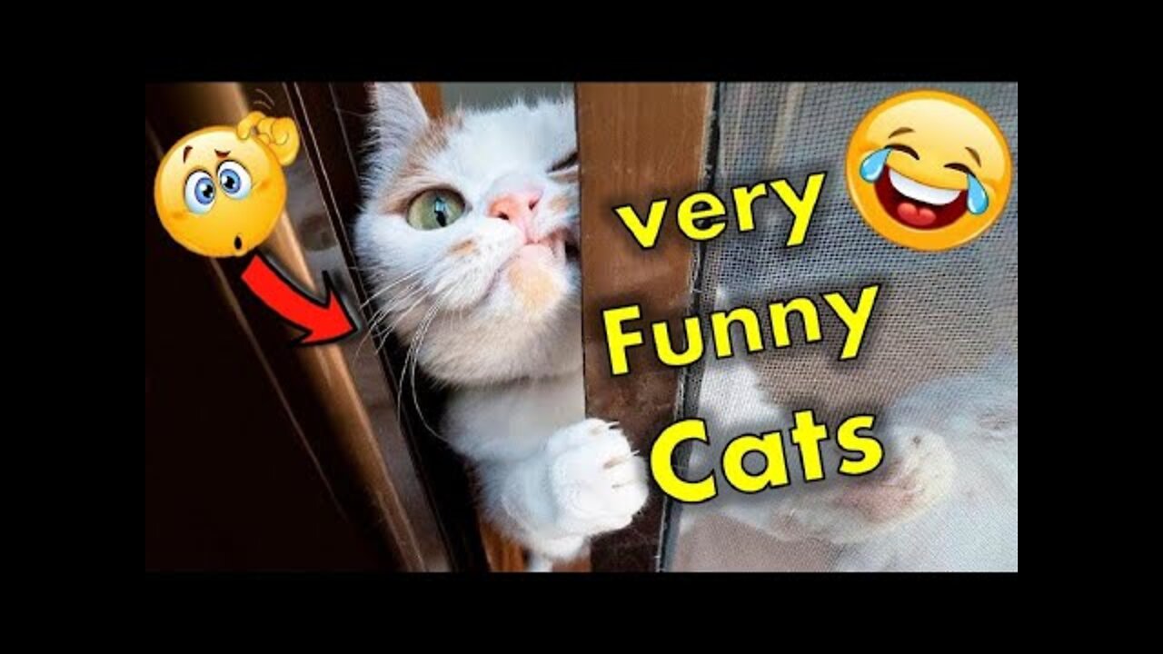 Funniest cats and dogs video of all time 2022