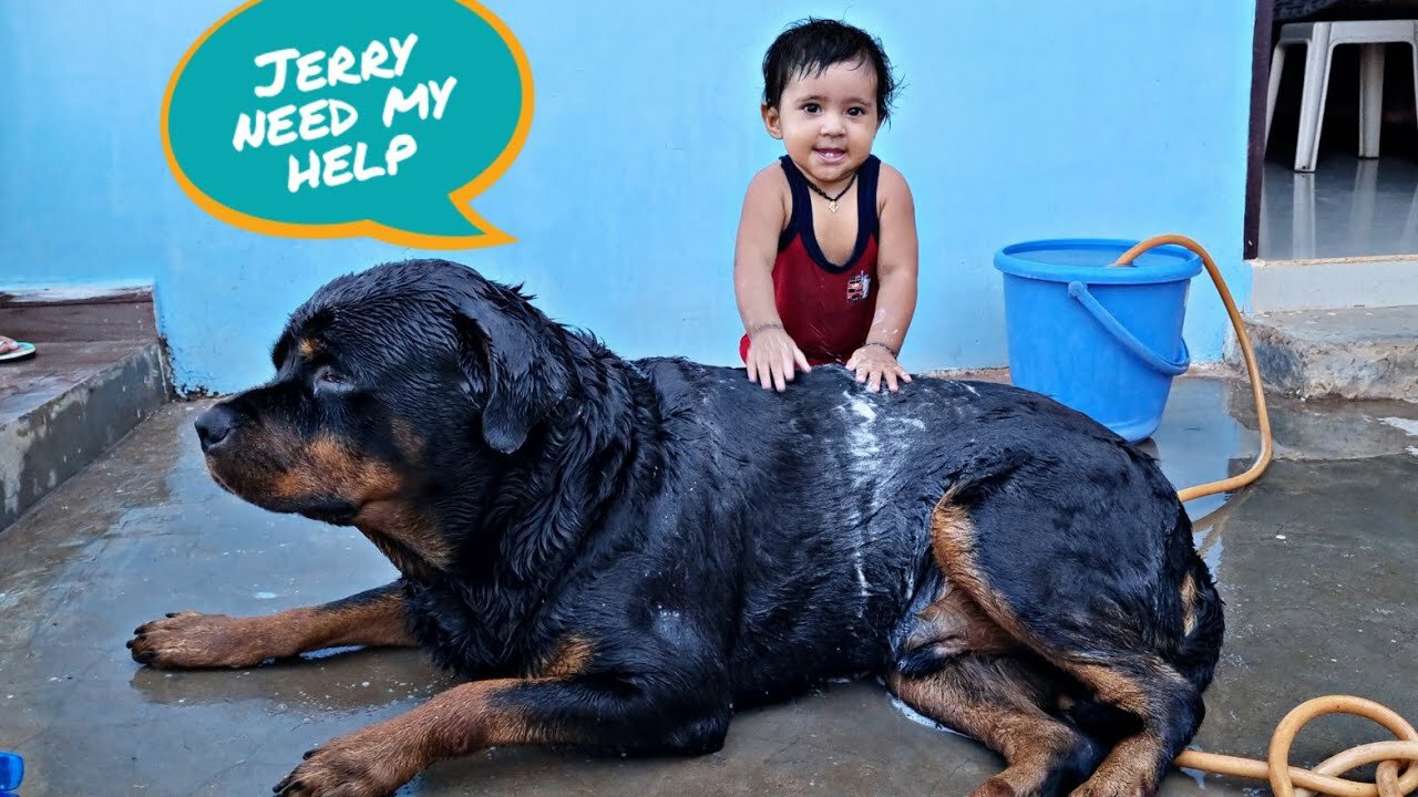 aaru help jerry to take bath|| newborn baby playing with dog|| funny dog video,