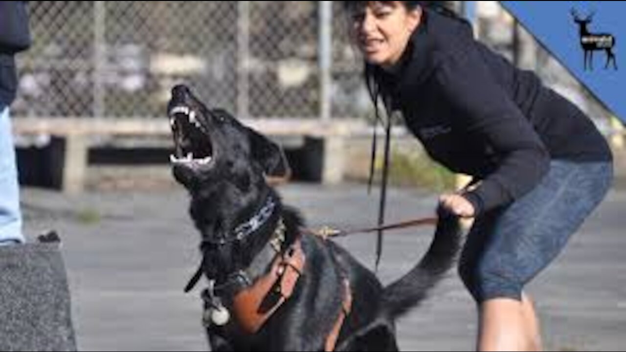 How to turn your dog into a highly sensitive/Aggressive guard dog step by step training processes.