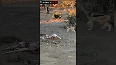 Cheetah family scared from leopard