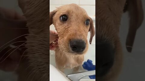 Hey stop #funnyvideo #petvideos #dog