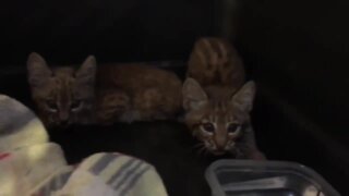 VIDEO: Bobcat kittens spotted at Tucson business