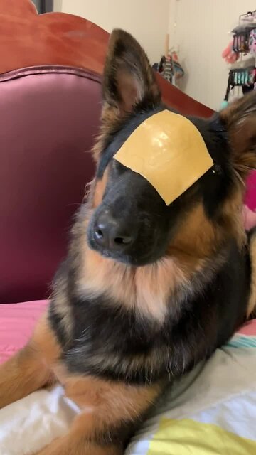 German Shepherd Has Hilarious Reaction To Cheese Challenge