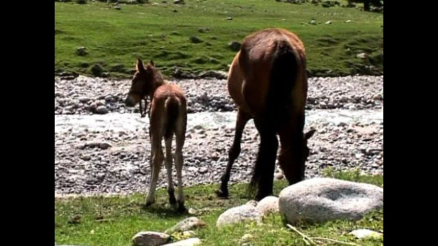 Horse Milk On Sale In Kyrgyzstan