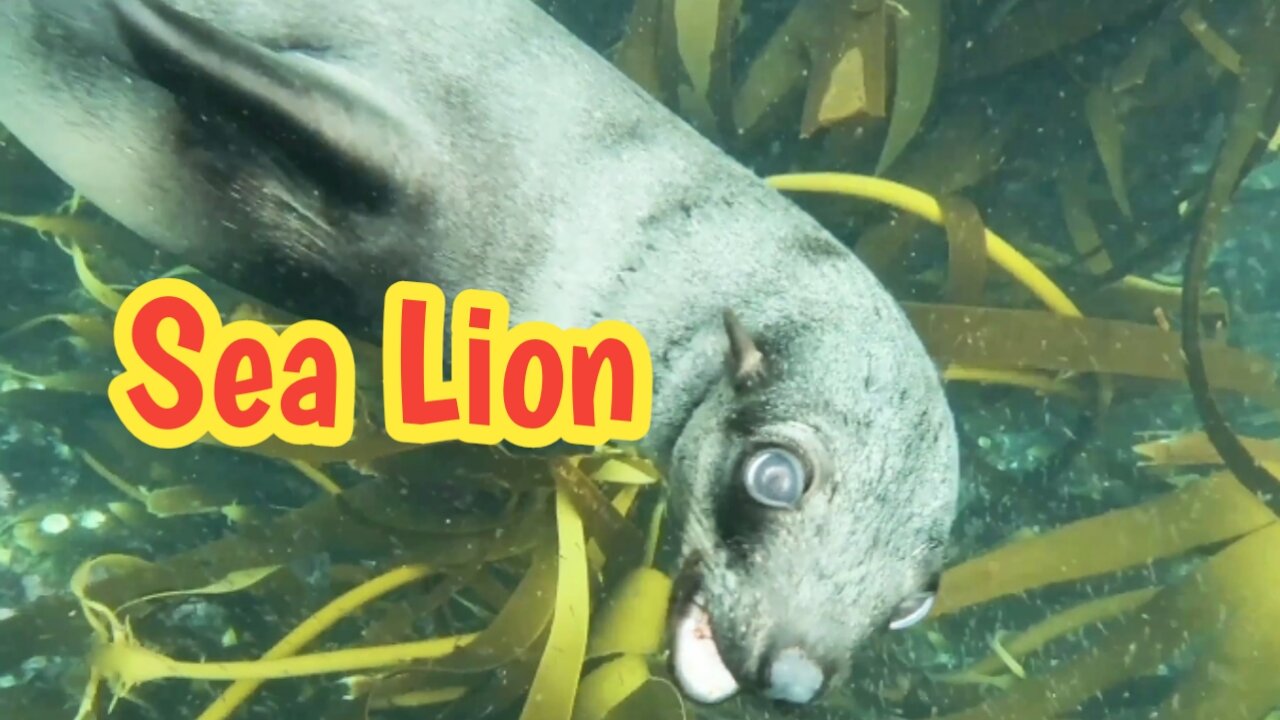 Sea Lions | Sea Lions Swimming | Funny Animal