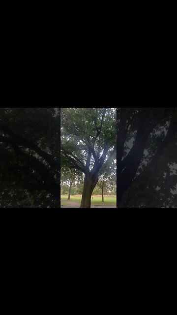 Tall tree with such a wide branch-London trees in the park