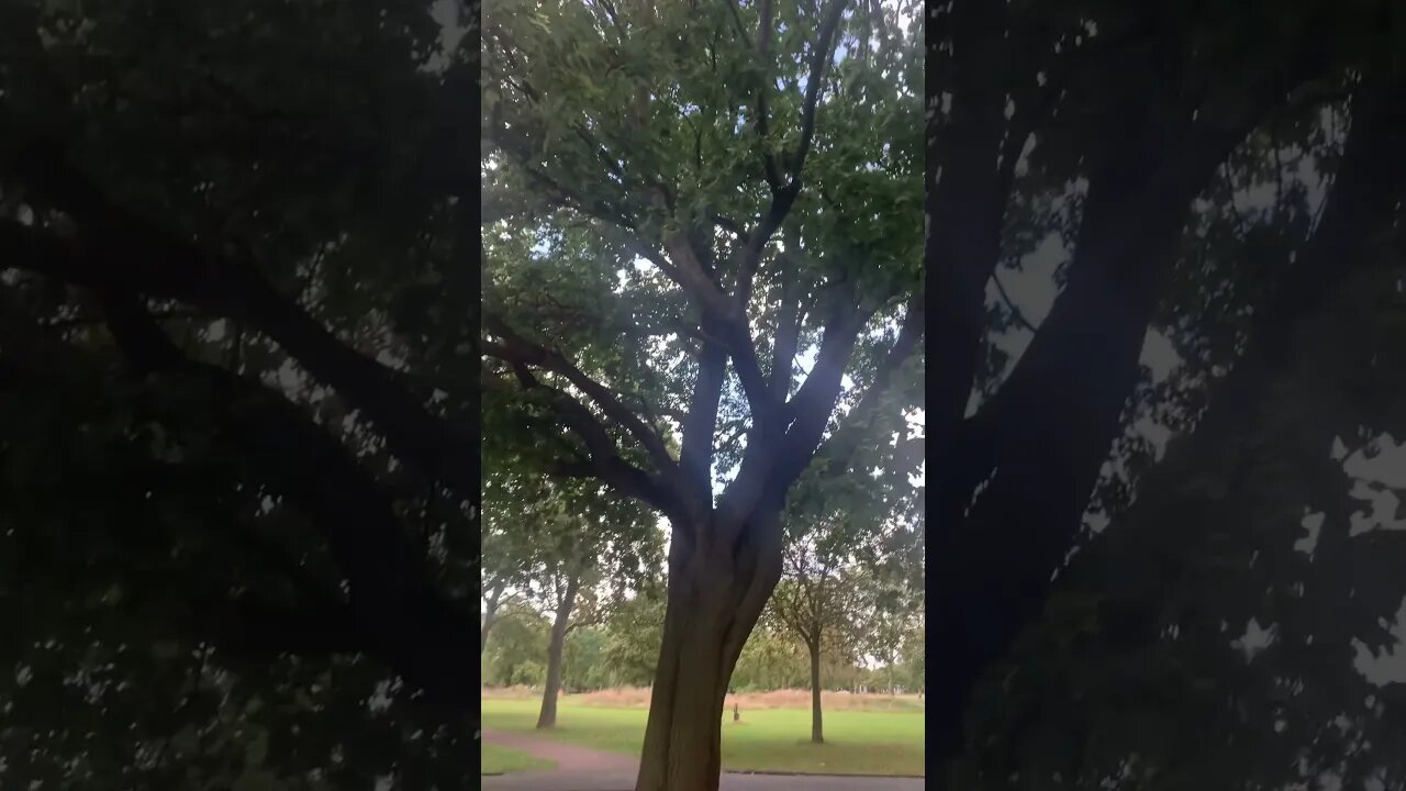 Tall tree with such a wide branch-London trees in the park