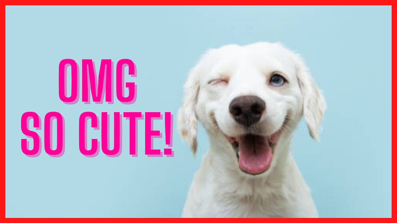 Cute And Funny Pets | Try Not To Laugh To These Pets Compilation 😁😍 Cutest Lands