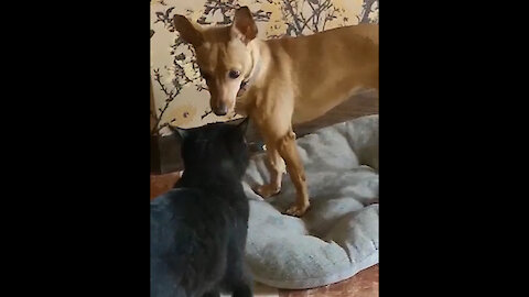 Who is the head in this house? Cat or dog?